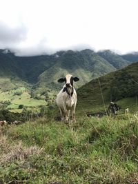 Cow on field against sky