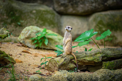 Meerkat walking on tree trunk at zoo