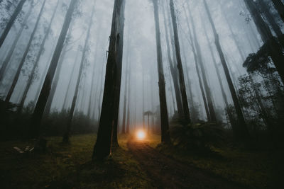 Trees in forest during foggy weather