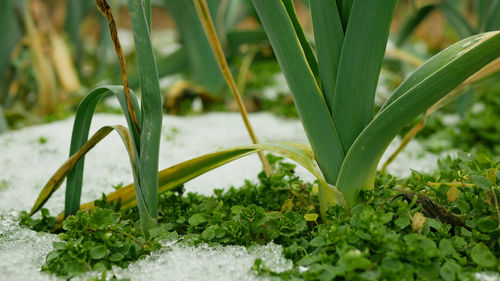 Close-up of plant