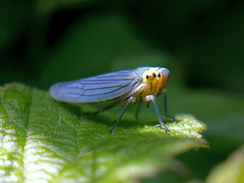 Close-up of insect on plant