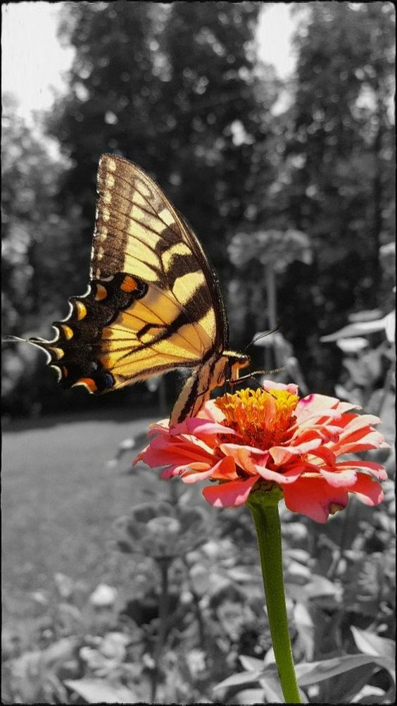 CLOSE-UP OF BUTTERFLY ON ORANGE FLOWER