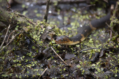 View of lizard on field in forest