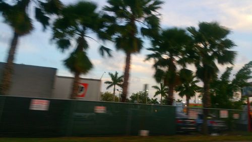 Palm trees against cloudy sky