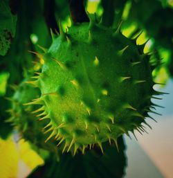 Close-up of succulent plant