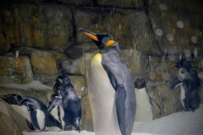 View of birds in snow