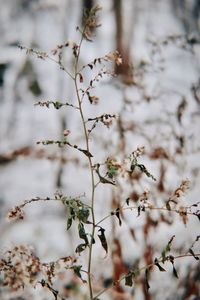 Close-up of flowering plant