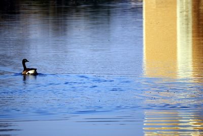 Ducks swimming in lake