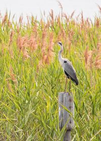 High angle view of gray heron perching on field