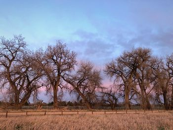 Bare trees on field against sky