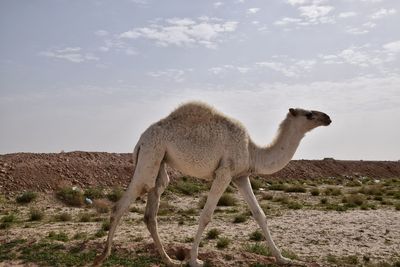 Side view of a horse on landscape