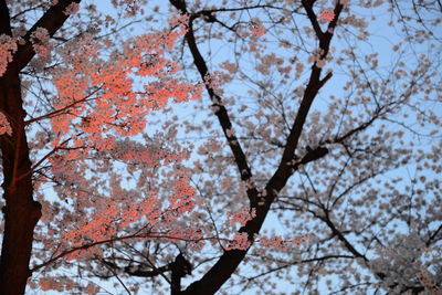 Low angle view of trees