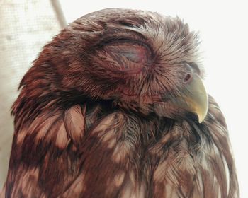 Close-up of a owl