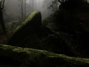 Moss growing on rocks in forest