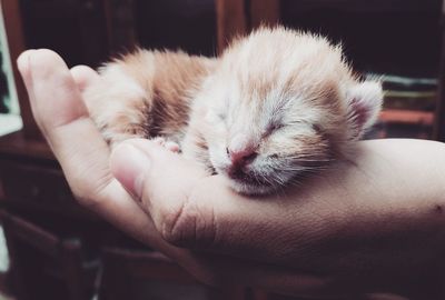 Close-up of hand holding kitten