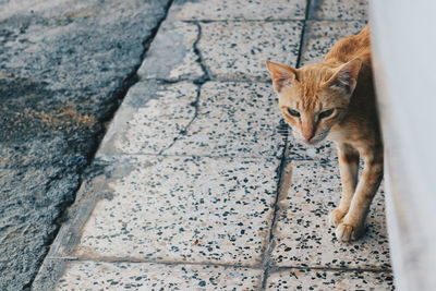 High angle portrait of cat relaxing on footpath