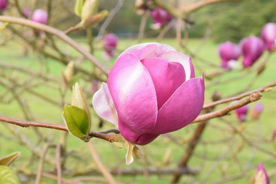 Close-up of pink flower buds
