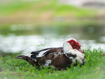 View of duck on field by lake