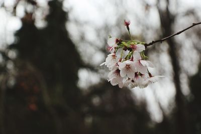 Close-up of cherry blossoms in spring