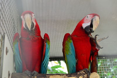 Close-up of parrot perching in cage