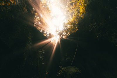 Sunlight streaming through trees in forest against bright sun