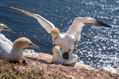 Seagulls flying over sea