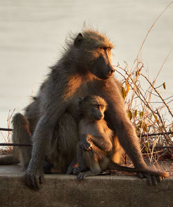 Chacma baboon with young animal sitting on retaining wall against sky