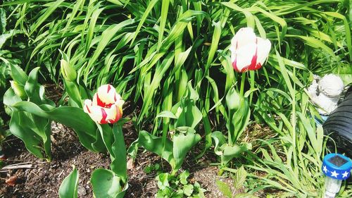 Close-up of red flowers blooming in field