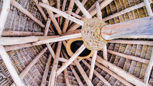 Close-up of lizard on wood