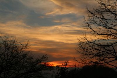 Silhouette of bare trees at sunset