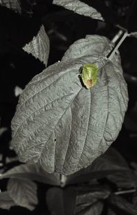 Close-up of leaves