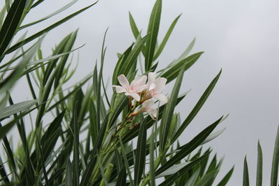 Low angle view of flowers