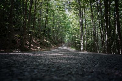 Surface level of walkway amidst trees in forest