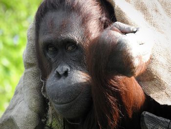 Close-up portrait of elephant in zoo