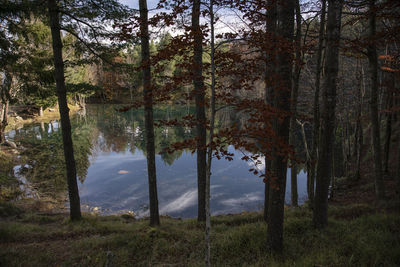 Scenic view of lake amidst trees in forest