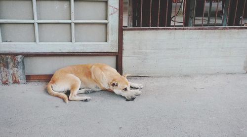 Close-up of dog