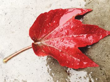 Close-up of wet red leaf