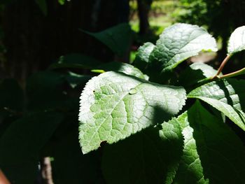 Close-up of leaves