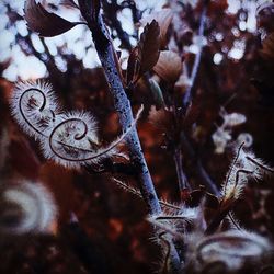 Close-up of snow on plant