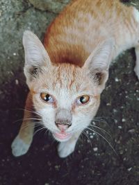 High angle view portrait of cat on floor