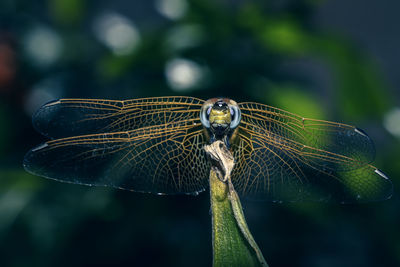 A selective focus picture of the eyes of a green striped dragonfly.