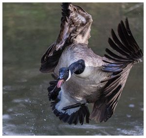 Close-up of young bird in water