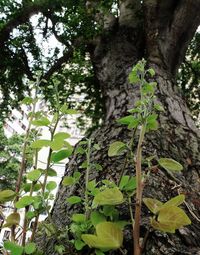 tree