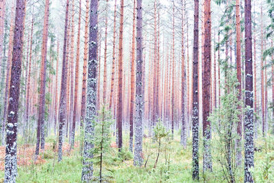 Trees in forest