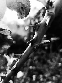 Close-up of plant against blurred background