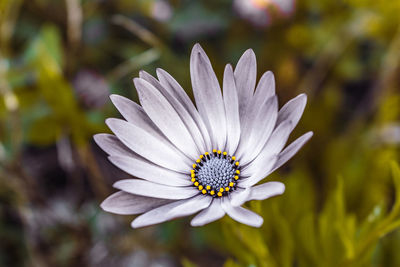 A beautiful single blooming lilac flower standing alone in a garden of green leaves