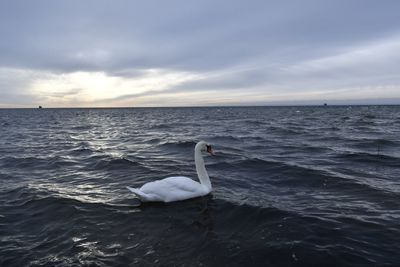 View of swan in sea against sky