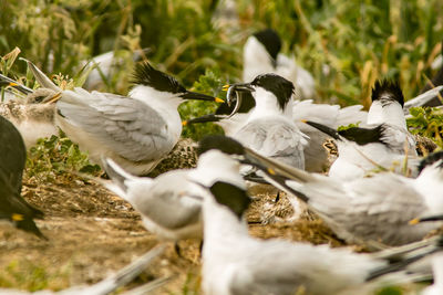 View of seagulls