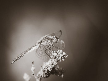 Close-up of butterfly on flower