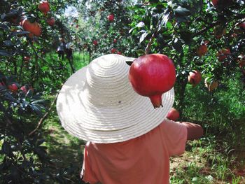 Rear view of man holding apple in field